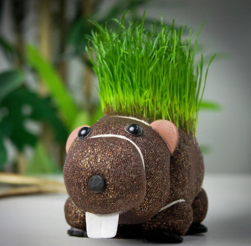Grow your own beaver