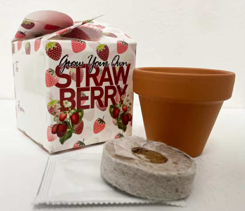 Grow Your Own Strawberry Mini Box Kits Teacher Thank You Kids
