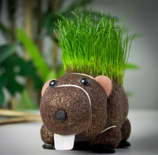 Grow your own beaver